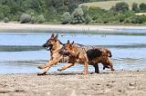 BERGER ALLEMAND 662